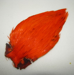 ������ ������ indian cape orange SM